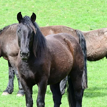 Feistritzer-holdernig *