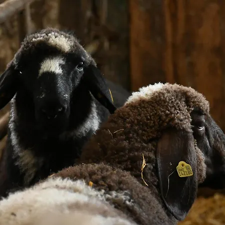 Feistritzer-holdernig * 马耳他