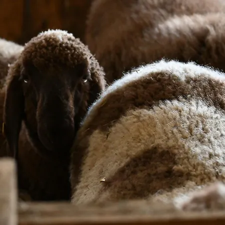 Feistritzer-holdernig アパート マルタ