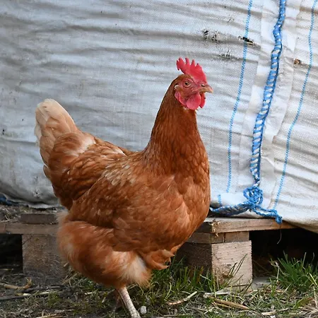 Feistritzer-holdernig 公寓 *