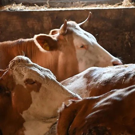 Feistritzer-holdernig 马耳他