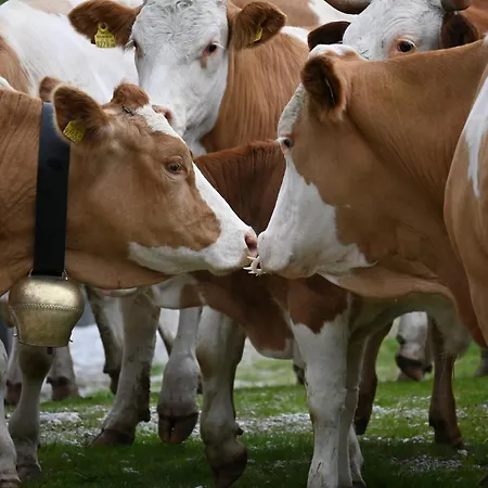 Feistritzer-holdernig アパート *