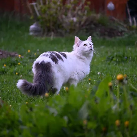 Feistritzer-holdernig 公寓