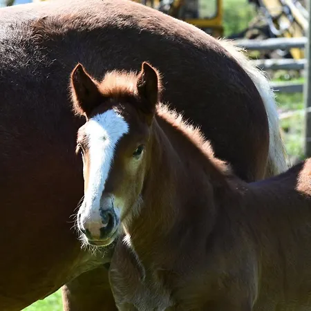 Feistritzer-holdernig マルタ