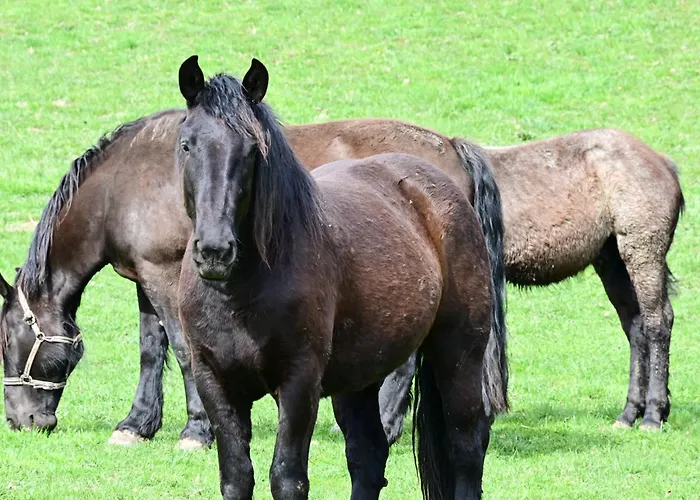 Feistritzer-holdernig *