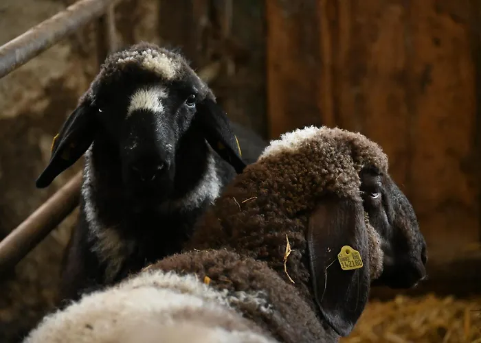 Feistritzer-holdernig * Malta