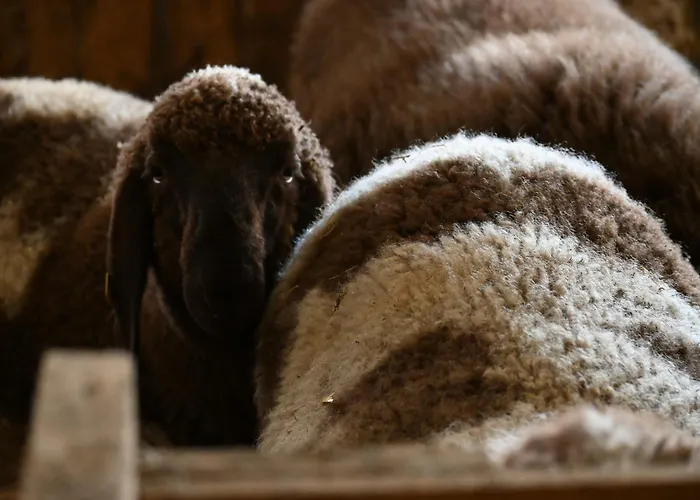 Feistritzer-holdernig Apartamento Malta