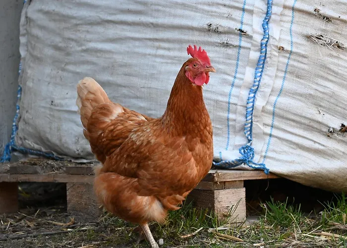 Feistritzer-holdernig Apartamento *