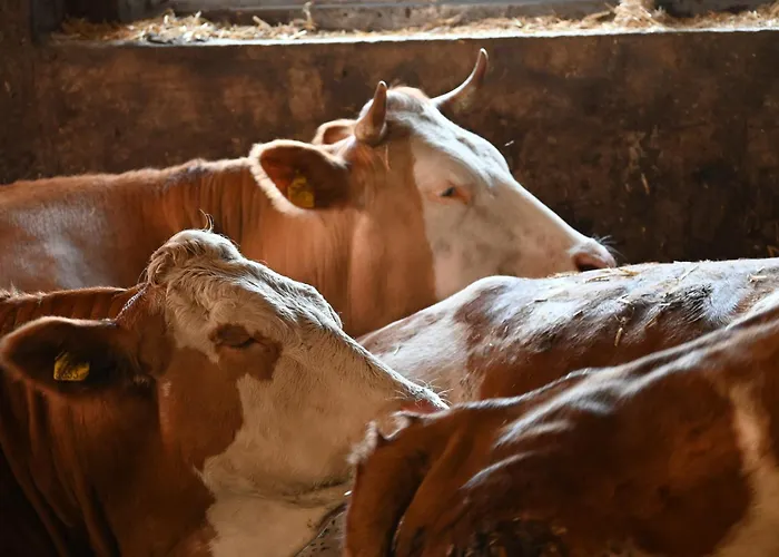 Feistritzer-holdernig Malta