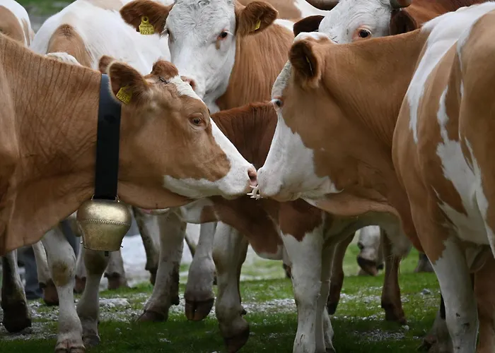 Feistritzer-holdernig Apartament *