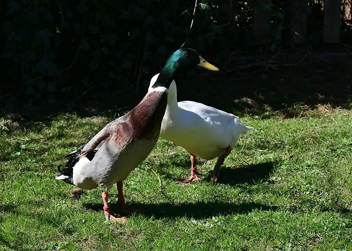 Apartamento Feistritzer-holdernig Malta