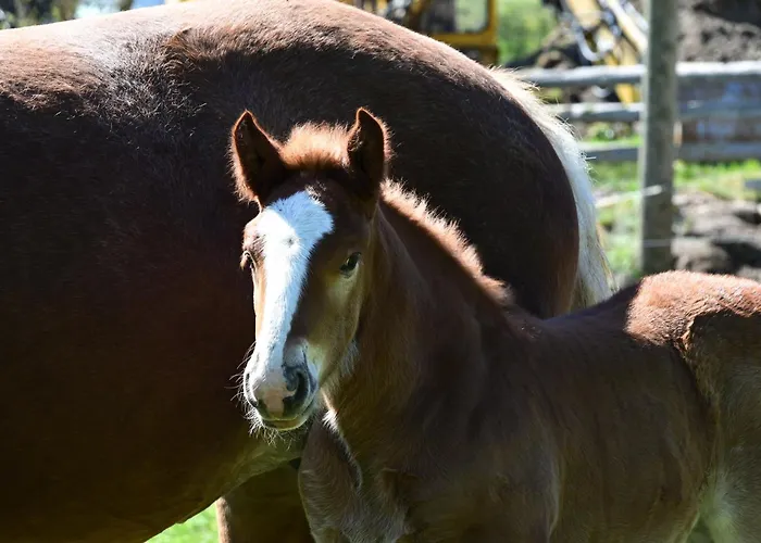 Feistritzer-holdernig Malta